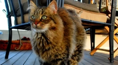 Pixie-bob (фото): бескрајна мачка елф